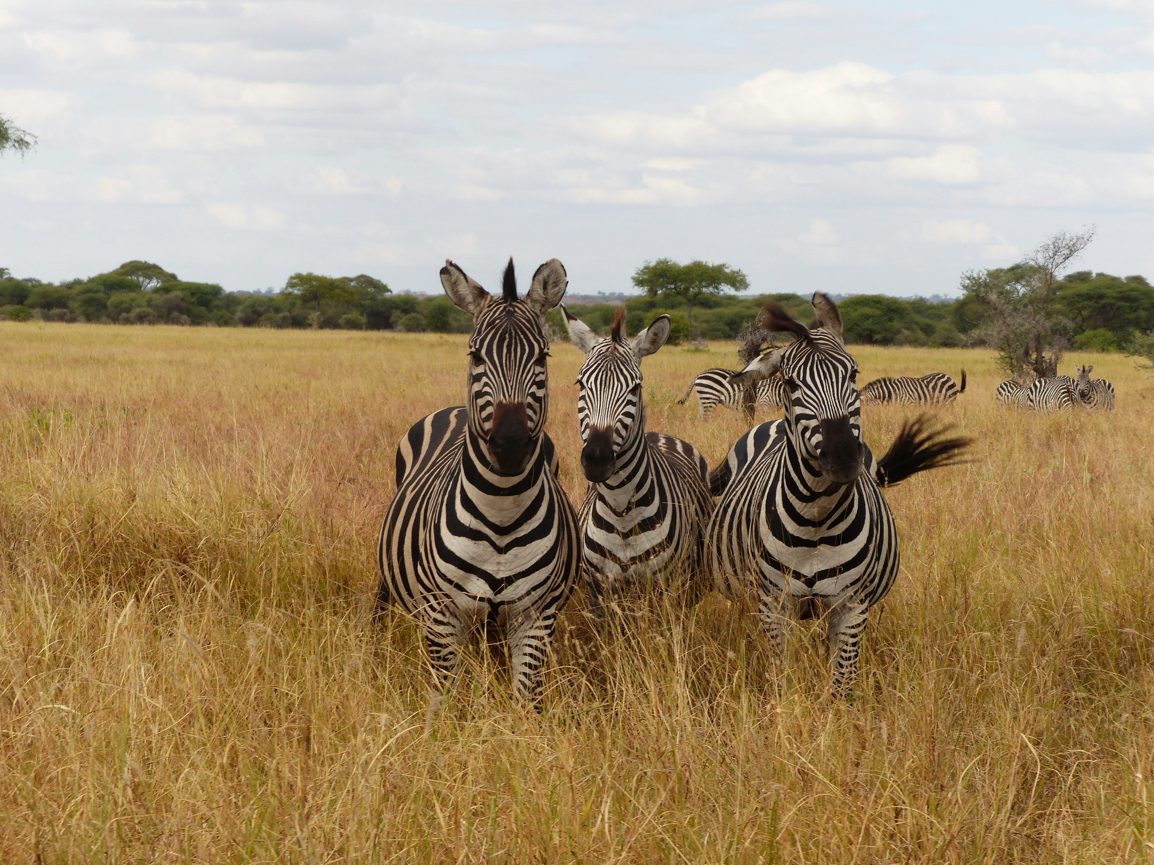 Why do wildebeest migrate from Kenya to Tanzania?